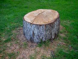 Best Tree Disease Treatment  in St Hedwig, TX