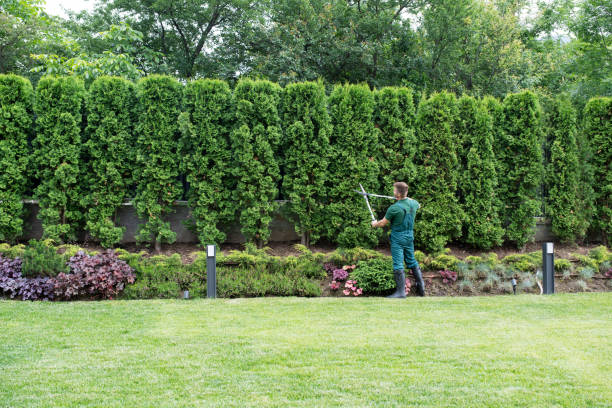 Best Sod Installation  in St Hedwig, TX