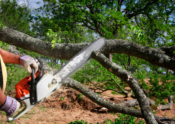 Trusted St Hedwig, TX Tree Removal Experts